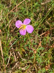 Rhexia mariana mariana