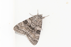 Catocala semirelicta