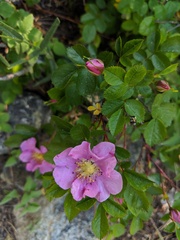 Rosa pisocarpa