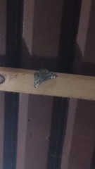 Hamadryas februa