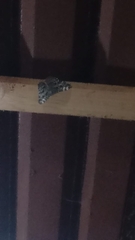 Hamadryas februa