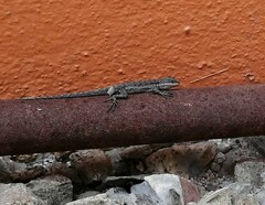 Urosaurus nigricauda