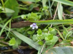 Lindernia grandiflora