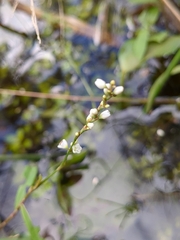 Persicaria hydropiperoides