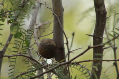 Tanaostigmatidae