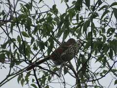 Toxostoma longirostre