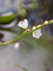 Persicaria hydropiperoides