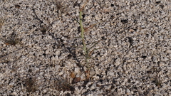 Senna armata