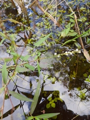 Persicaria hydropiperoides