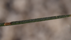 Senna armata