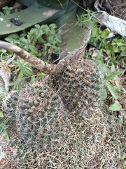 Cactaceae
