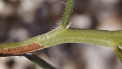 Senna armata