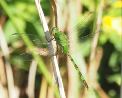 Erythemis vesiculosa