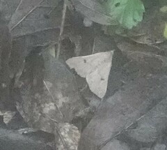 Bleptina caradrinalis