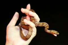 Nerodia clarkii compressicauda