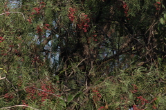 Thryomanes bewickii