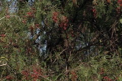 Thryomanes bewickii