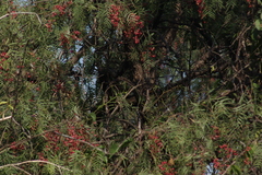 Thryomanes bewickii
