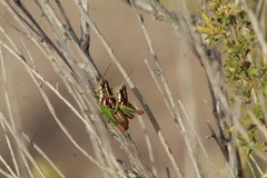 Phaedrotettix