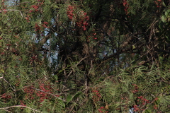 Thryomanes bewickii