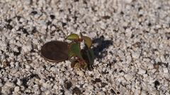 Acalypha californica