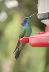 Colibri
