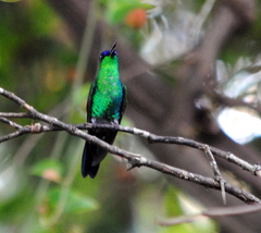 Thalurania glaucopis
