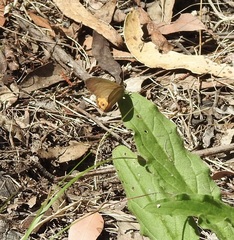 Hypocysta pseudirius