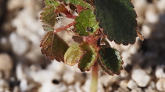 Acalypha californica