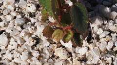 Acalypha californica