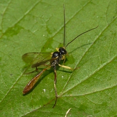 Campopleginae