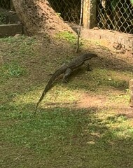 Varanus salvator salvator