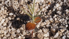 Senna armata