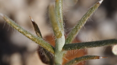 Senna armata