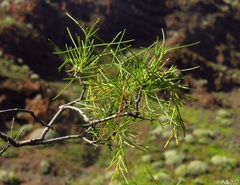 Plocama pendula