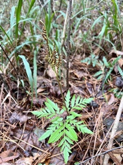 Sceptridium biternatum