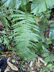 Sphaerostephanos taiwanensis