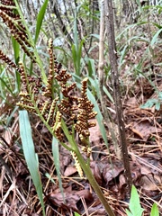 Sceptridium biternatum