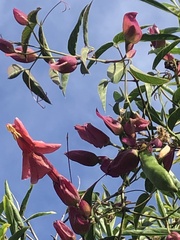 Dolichandra cynanchoides