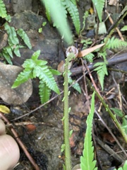 Sphaerostephanos taiwanensis