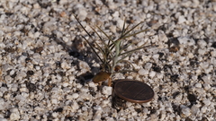 Senna armata