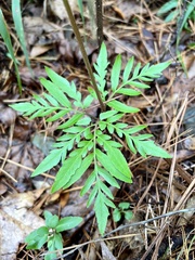 Sceptridium biternatum