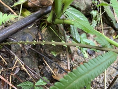 Sphaerostephanos taiwanensis