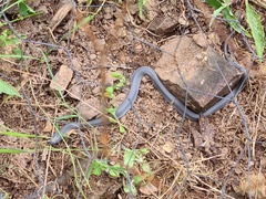 Cryptophis nigrescens