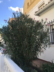 Nerium oleander