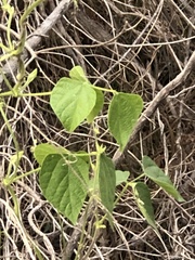 Phaseolus vulgaris