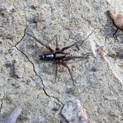 Herpyllus propinquus