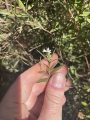 Leucopogon australis