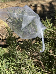 Leucopogon australis