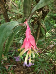 Billbergia euphemiae